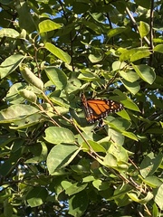 Danaus plexippus