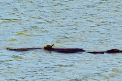 Trachemys scripta elegans