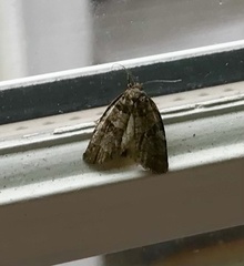 Acronicta increta