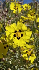 Cistus halimifolius
