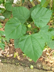 Mallotus repandus