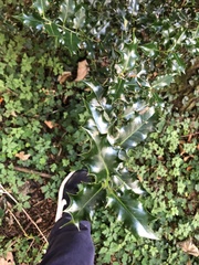 Ilex aquifolium