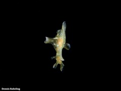Aplysia dactylomela