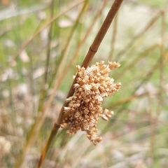 Juncus pallidus