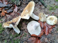 Russula fellea