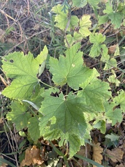 Ribes rubrum