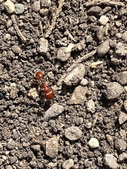 Pogonomyrmex barbatus