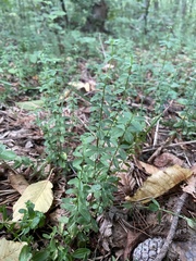 Cruciata glabra