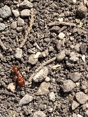 Pogonomyrmex barbatus