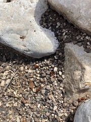 Pogonomyrmex barbatus