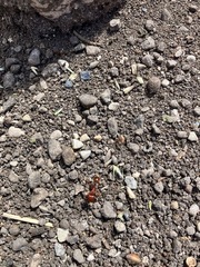 Pogonomyrmex barbatus