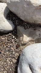 Pogonomyrmex barbatus