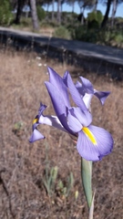 Iris xiphium