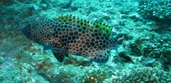Epinephelus merra