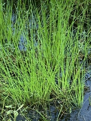 Eleocharis cellulosa