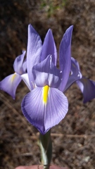 Iris xiphium