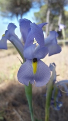 Iris xiphium