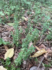 Cruciata glabra