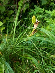 Hemerocallis minor