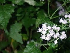 Fleischmannia incarnata