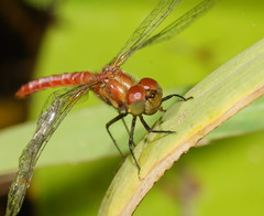 Aethriamanta nymphaeae