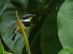 Batis capensis hollidayi
