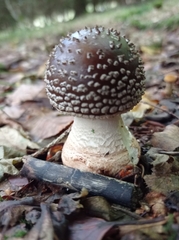 Amanita excelsa