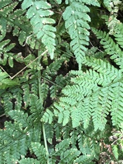 Dryopteris dilatata