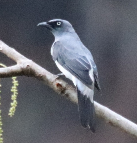 White-rumped Cuckooshrike (Coracina leucopygia), photo 3