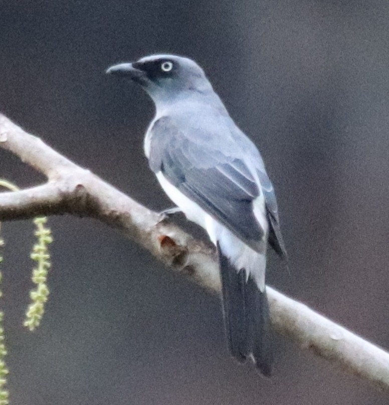 White-rumped Cuckooshrike (Coracina leucopygia), photo 3