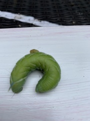 Smerinthus ocellata
