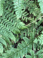 Dryopteris dilatata