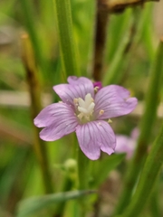 Epilobium parviflorum