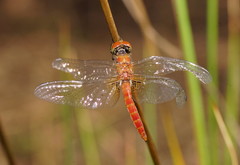 Aethriamanta nymphaeae