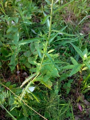 Achillea alpina
