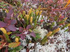 Spinulum annotinum alpestre