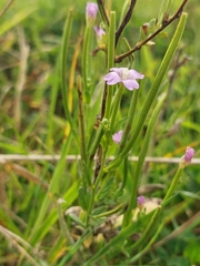 Epilobium parviflorum