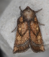 Papaipema impecuniosa