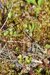 Ranunculus lapponicus