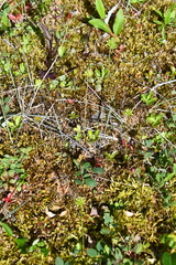 Ranunculus lapponicus