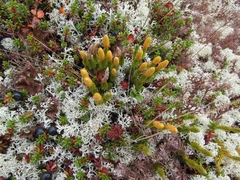 Spinulum annotinum alpestre