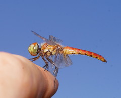 Aethriamanta nymphaeae