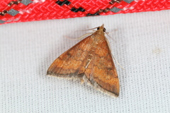Pyrausta rubricalis