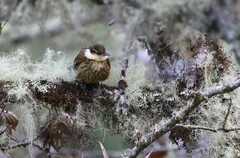 Pseudocolaptes boissonneautii
