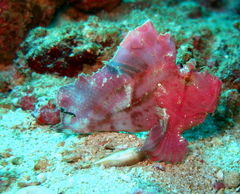 Taenianotus triacanthus