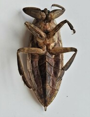 Lethocerus americanus