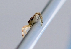 Thomisus citrinellus