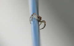 Thomisus citrinellus