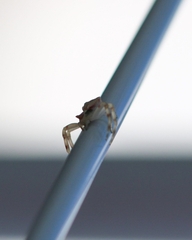 Thomisus citrinellus