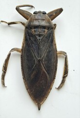 Lethocerus americanus